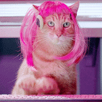 giphy%20pink%20cat.gif