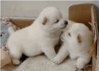 puppylove.gif