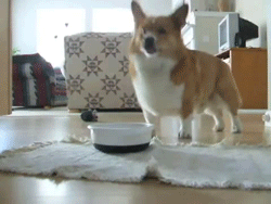 CorgiHappy.gif