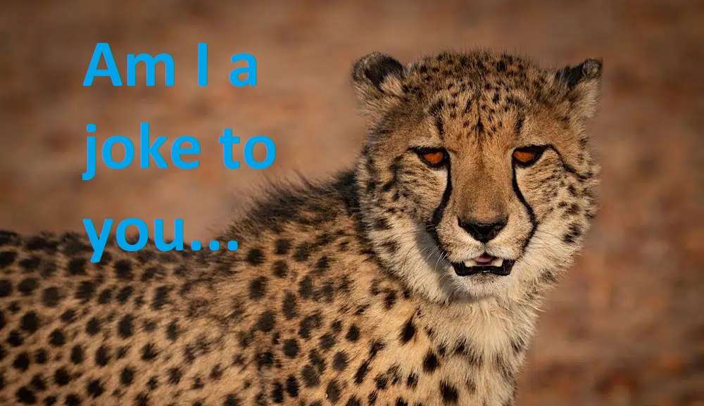 joke2Ucheetah.jpg