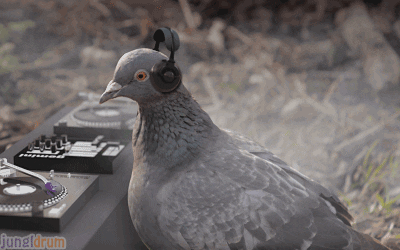 pigeon.gif