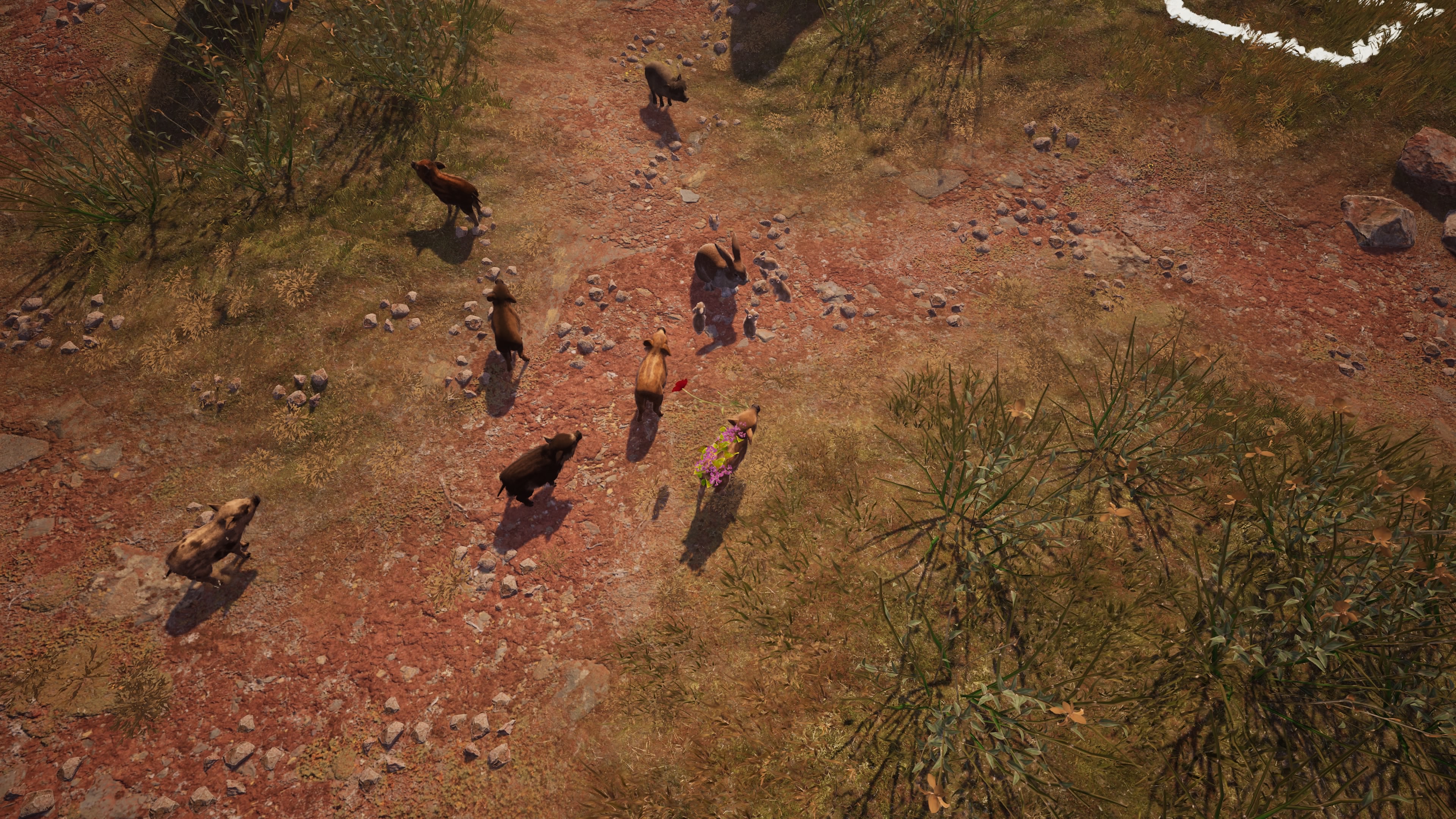 AA_only5rabbits.jpg